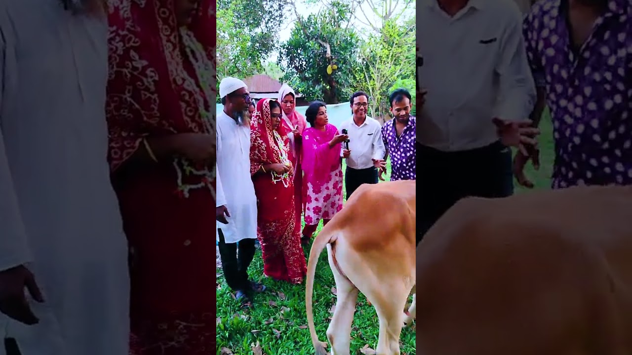 পর পর পাঁচ জামাই ছেড়ে দেওয়ায় দোষ কাটানোর জন্য গরুর সাথে বিয়ে দেওয়া হলো তরুনীর। এলাকায় চাঞ্চল্য তৈরি