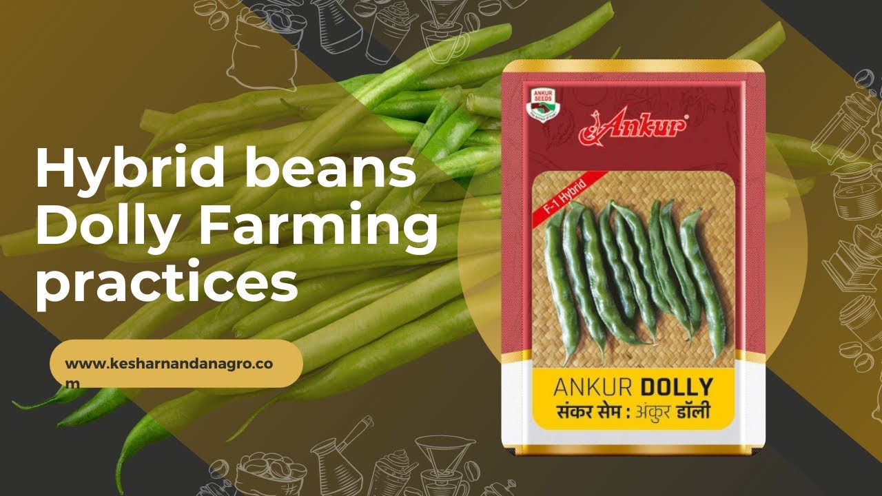 Mastering Hybrid Bean Cultivation: Unlocking the Ankur 