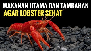 Makanan Utama dan Tambahan agar Lobster Sehat