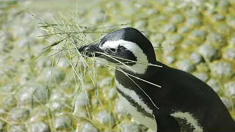 Penguin Nesting Season 2025
