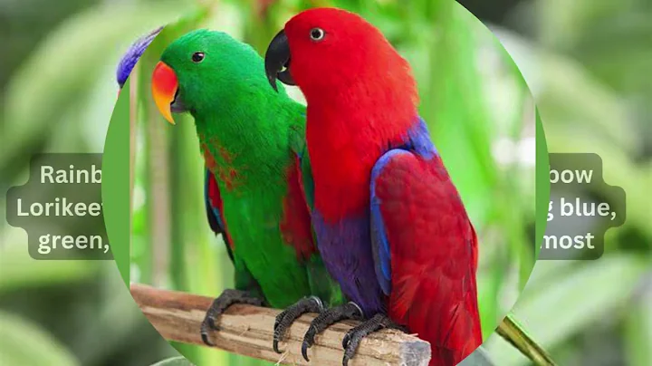 Top 5 Beautiful Parrots in the World