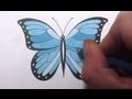 How To Draw a Butterfly