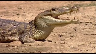 Crocodiles - The Lineage of the Last Dragons | Explora Films EN