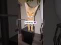 I hope it lasts….😭🌱 #cats #catvideos #shortsfeed #shortsvideo #plants #pets #cat #catlover #kitten