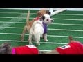Super Bowl 2013 Inspires Puppy Bowl: Sneak Peek at Doggie Football Event