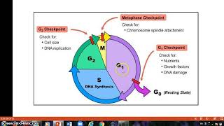checkpoints of the cell cycle