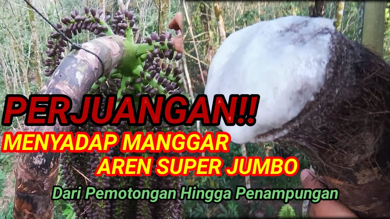 INILAH PROSES MEMOTONG MANGGAR AREN AGAR HASILNYA DERAS DAN MAKSIMAL