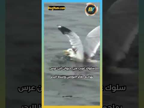 حيوان ابن عرس وسط البحر 