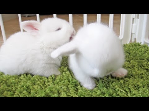 the-cutest-baby-bunnies---licks!