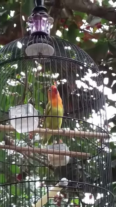 Lovebird paud gacor - fighter dari kandang kang eweh pekalongan