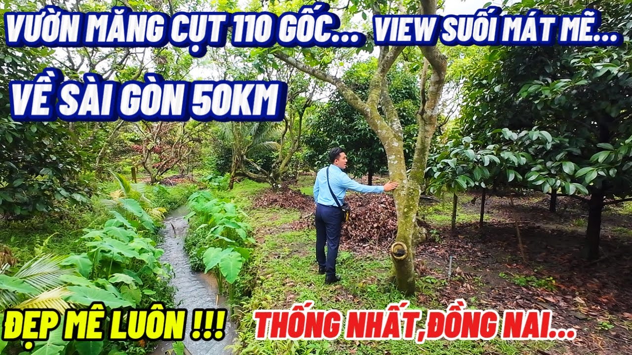 Thống nhất đồng Nai 110 gốc măng cụt view suối quá đẹp về Sài Gòn chỉ 50km