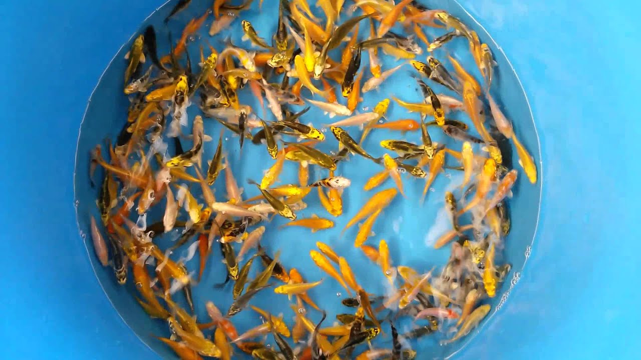 Euro Koi Euro Koi