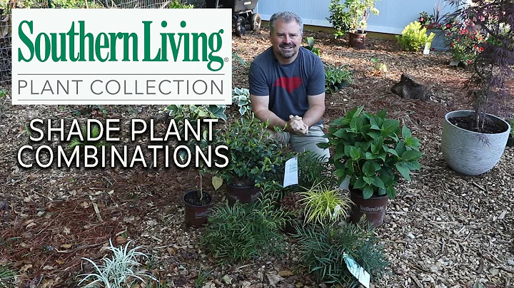 Shade Plant Combinations - Southern Living