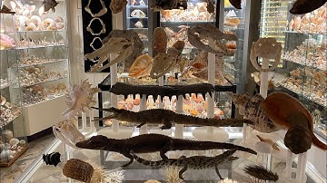 My museum of shells, fossils including trilobites and other marine items.