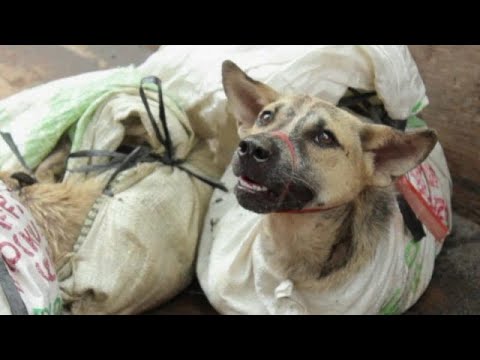 Video: 26 perros liberados del comercio de carne de perro en China