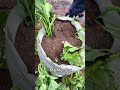 Cultiver des patates douces dans un sac : Génial pour la ville !
