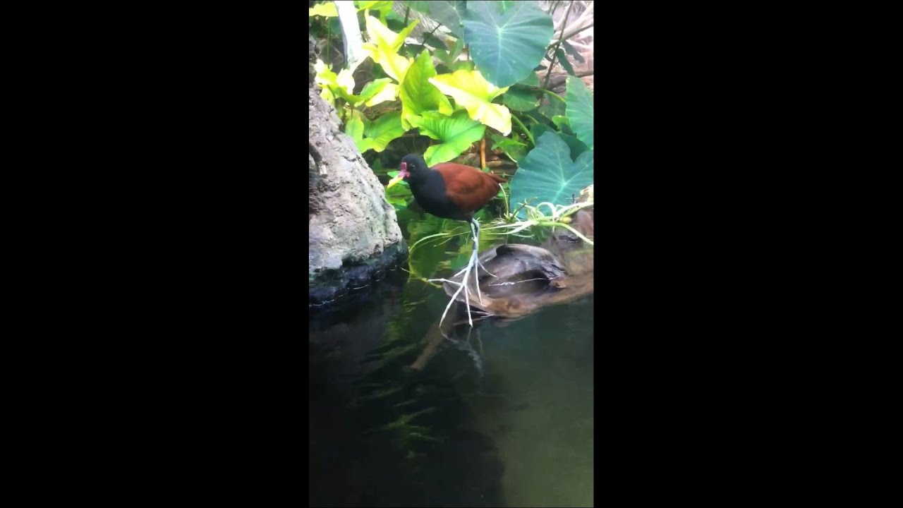 Jacana camera iphone 8 plus apk