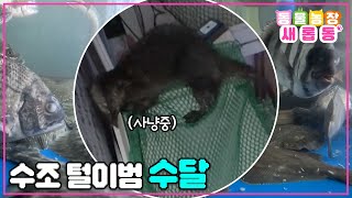 [#새롭동물농장] 밤이면 밤마다 물고기🐟를 훔쳐 가는 도둑의 정체는 바로…천연기념물 수달🦦?! / EP.1168 #TV동물농장 #AnimalFarm #SBSstory