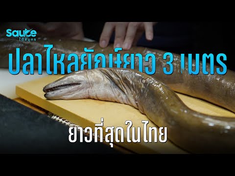 ปลาไหลยักษ์ ยาว 3 เมตร ยาวที่สุดในไทย l Sauceใต้สมุทร