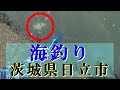 海釣り【茨城県日立市】初心者も安心、堤防で大物を狙ってイソメをぶっこみます