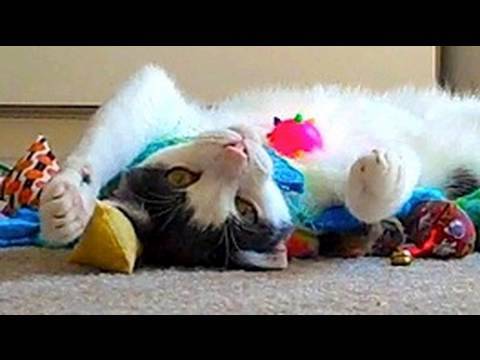 catnip oil Mean Kitty - Toys! Toys! Toys! 8.20.09