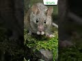Hantavirus Infection Explained: Symptoms & Prevention | Dr. Kushagra Gupta