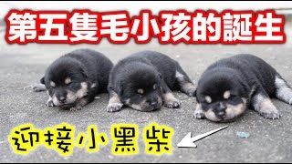 第五隻毛小孩的誕生，迎接小黑柴『冠軍毛小孩』 