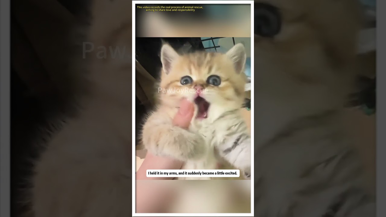 🐱 The “disabled” kitten that vets gave up on created a miracle in my home! 