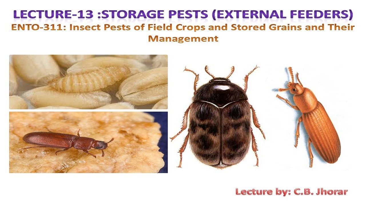 ENTO 311 Lec 13 Storage Pests External Feeders - YouTube