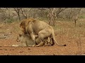 How Often Do Lions Mate 