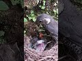 The cuckoo is too picky to eat, so the mother bird has to make it hungry杜鹃鸟太挑吃了，鸟妈妈只好让它饿肚子