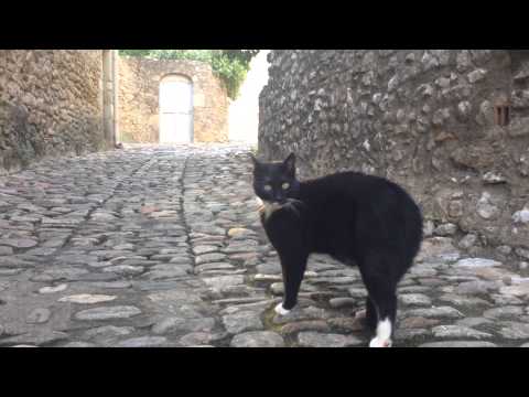 Wideo: Jak Grać Gadający Kot?
