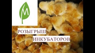  Инкубаторы. Итоги Розыгрыша от MiniFermer.ru.