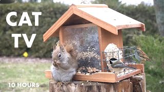 Red Squirrels, Chipmunks and Backyard Birds - 10 Hour Cat TV for Cats to Watch 😺 - Mar 29, 2024 by Handsome Nature 4,218 views 4 weeks ago 10 hours