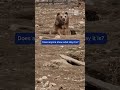 These Bears Are All Of Us Before Coffee