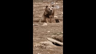These Bears Are All Of Us Before Coffee