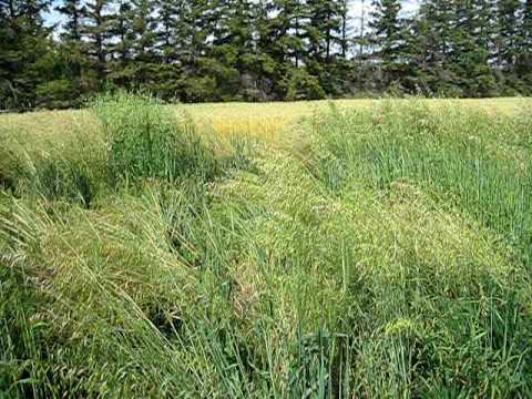 Avena strigosa L. s.l. - Field plots of black oat (bristle oat)