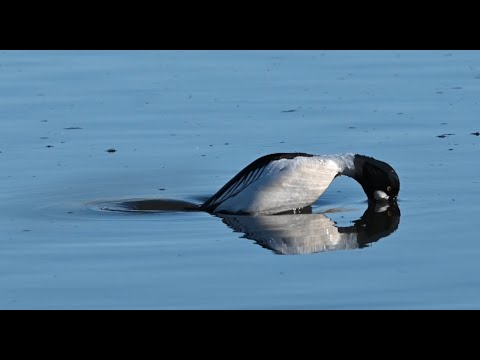 Dykande Knipor i iskanten. Dyker under isen. 4k naturfilm.