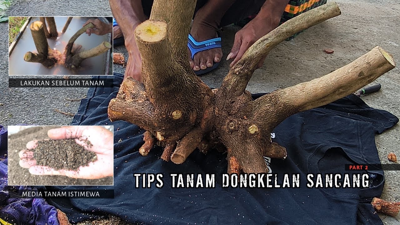 Прежде чем сажать Донкелан Саньцан, вот что необходимо сделать