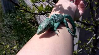 Celebrity Quasi outside for the first time Wealth