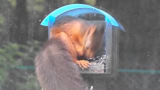 Red squirrel eating sunflower seeds from window feeder.