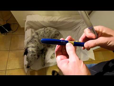 Vidéo: Progression de l'insulinome chez le chien