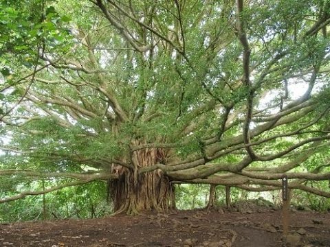 Video: Lub tuam txhab tuav pov hwm yuav tsum them nyiaj rau hauv Tennessee ntev npaum li cas?