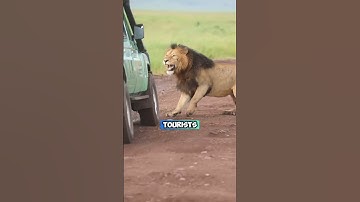 Momenten waarop leeuwen safarivoertuigen aanvallen