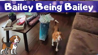 Merry Christmas From Bailey the Beagle - Bailey Being Bailey by Bailey The Beagle 159 views 1 year ago 3 minutes, 2 seconds