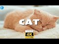 Relaxing Cats in Nature | 🐾 4K Calming Music for Deep 🐾