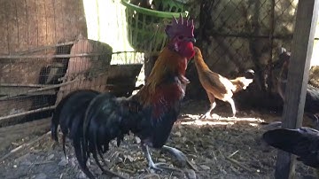 Lau Daj Qaib Dub Nqaig - 8/9/2017