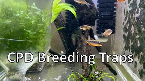 Easy CPD Breeding  / Egg Trap Game changer