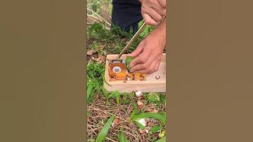Satisfying macadamia nuts #shorts #agriculture #farming