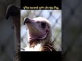 hooded volutre #top10 #facts #bird #amazingfacts #intheworld